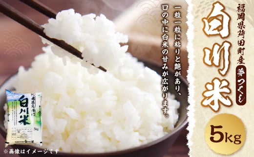【新米先行予約】白川米 ( 夢つくし ) 5kg お米 白米【2025年10月下旬から順次発送予定】