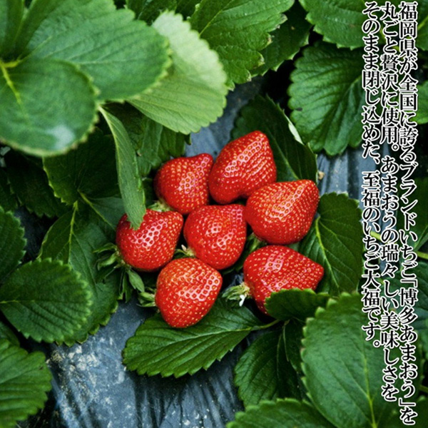 【化粧箱入】あまおう大福 16個 50g×8個×2箱(計800g) 吉富町/株式会社博多漁師の里 [BGAE048] 福岡県 和菓子 スイーツ おやつ フルーツ大福 くだもの 果物 大福 イチゴ大福 いちご 苺大福 和菓子 和スイーツ 人気 おすすめ 贈答 ギフト ふるさと納税