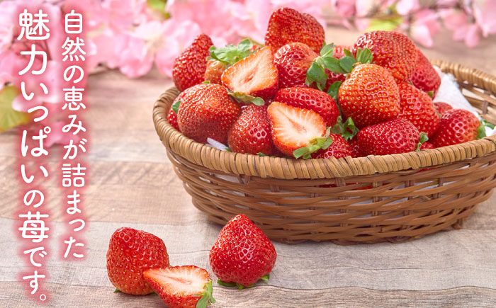 【2025年12月上旬より順次発送】フルーツソムリエが選んだ【冬】あまおうDX(デラックス)2パック 吉富町/南国フルーツ株式会社 [BGAG020] 果物 フルーツ デザート いちご イチゴ 苺 あまおう 人気 美味しい ふるさと納税 福岡県