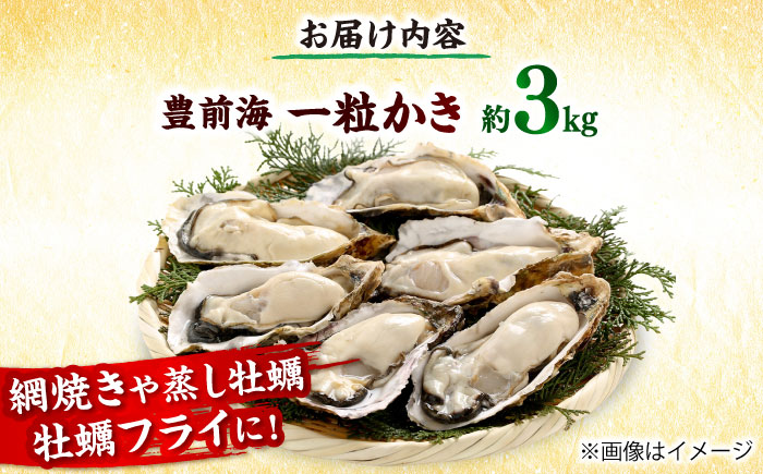 【2026年1月中旬より順次発送】 豊前海 一粒かき 約3kg 吉富町/南水産 [BGBD002]
