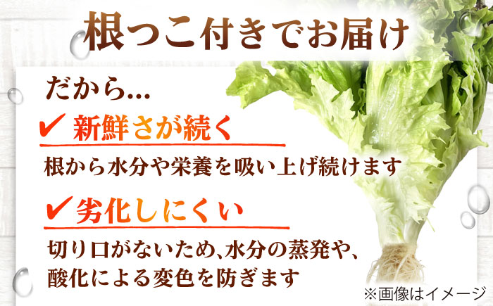 水耕栽培野菜 サニーレタス 6株 吉富町/株式会社ハイダイ工業 [BGBT001] 野菜 やさい 国産 新鮮 サラダ 産地直送