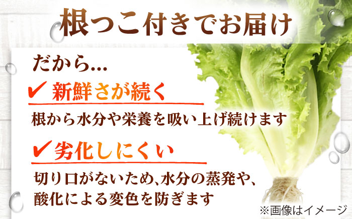 水耕栽培野菜 グリーンリーフ 6株 吉富町/株式会社ハイダイ工業 [BGBT002] 野菜 やさい 国産 新鮮 サラダ 産地直送