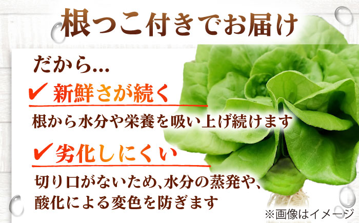 水耕栽培野菜 グリーンバター 6株 吉富町/株式会社ハイダイ工業 [BGBT003] 野菜 やさい 国産 新鮮 サラダ 産地直送