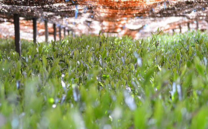 【2025年産】 星野村の八女抹茶 こまかげ 薄茶用 20g 吉富町/株式会社ゼロプラス [BGAA026] お茶 日本茶 抹茶 まっ茶 粉末 八女抹茶 抹茶パウダー 抹茶スイーツ 家庭用 自宅用 人気 高級 八女茶 福岡 福岡県