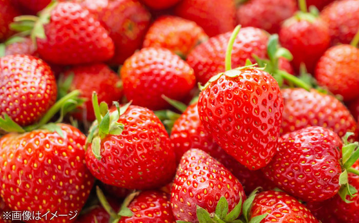 【化粧箱入】あまおう大福 16個 50g×8個×2箱(計800g) 吉富町/株式会社博多漁師の里 [BGAE048] 福岡県 和菓子 スイーツ おやつ フルーツ大福 くだもの 果物 大福 イチゴ大福 いちご 苺大福 和菓子 和スイーツ 人気 おすすめ 贈答 ギフト ふるさと納税