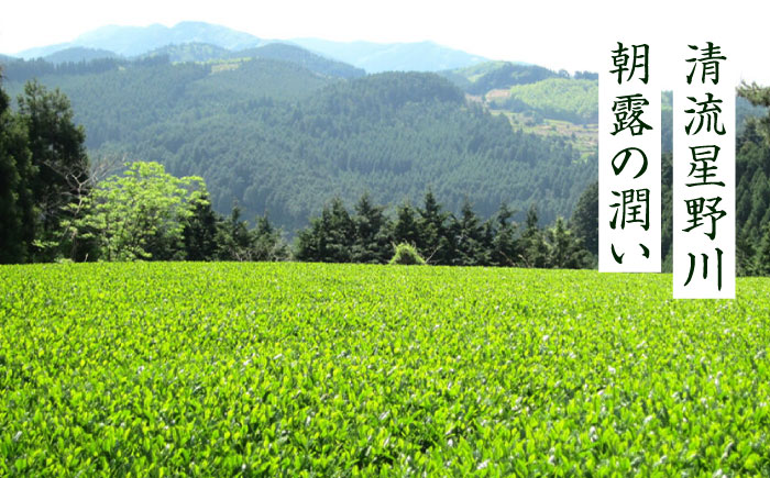 奥八女星野村 八女茶 深蒸し高級煎茶 (深蒸し茶)100g×1袋 吉富町/株式会社ベネフィス [BGAF012] お茶 茶 深むし茶 深蒸し 緑茶 日本茶 高級 煎茶 茶葉 国産 カテキン ギフト 贈り物 福岡 八女 人気 おすすめ 福岡県