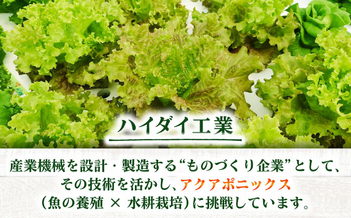 水耕栽培野菜 サニーレタス 6株 吉富町/株式会社ハイダイ工業 [BGBT001] 野菜 やさい 国産 新鮮 サラダ 産地直送