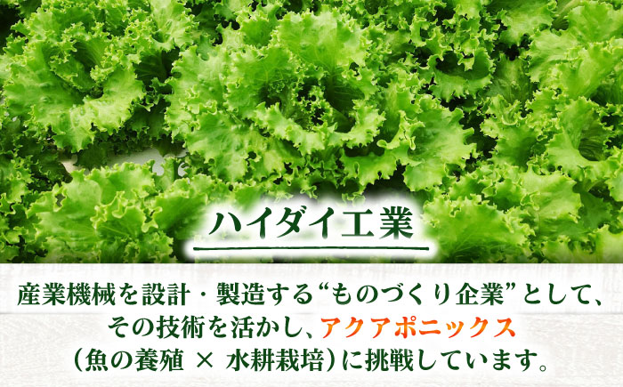 水耕栽培野菜 グリーンリーフ 6株 吉富町/株式会社ハイダイ工業 [BGBT002] 野菜 やさい 国産 新鮮 サラダ 産地直送