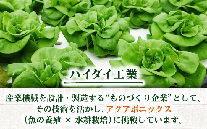 水耕栽培野菜 グリーンバター 6株 吉富町/株式会社ハイダイ工業 [BGBT003] 野菜 やさい 国産 新鮮 サラダ 産地直送