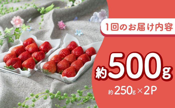【全3回定期便】福岡産 冬あまおう 250g×2P 吉富町/南国フルーツ株式会社 [BGAG041] 果物 フルーツ デザート いちご イチゴ 苺 あまおう 人気 美味しい ふるさと納税