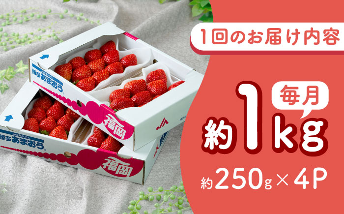【全2回定期便】福岡産【春】 あまおう 4パック 吉富町/南国フルーツ株式会社 [BGAG051]