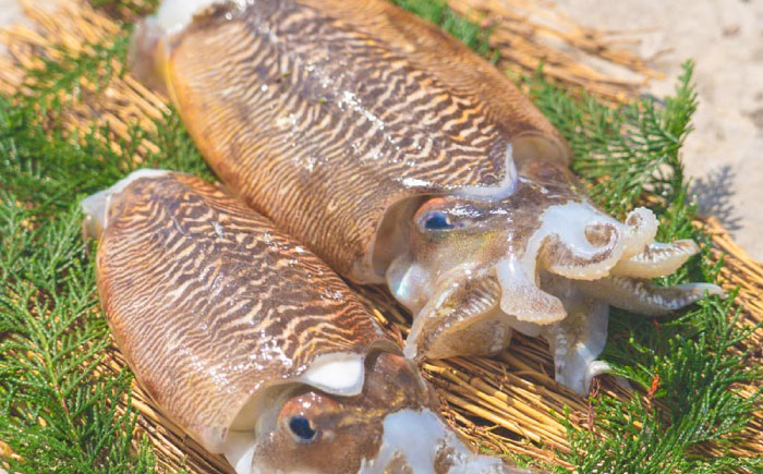 甲イカ 一夜干し 5枚 吉富町/吉富漁業協同組合 [BGAW001] スルメイカ いか イカ ゲソ 肉厚 烏賊 セット 甲いか 干物 干物セット いか一夜干し スルメイカ イカ一夜干し ひもの 海産物 海鮮 魚介 魚介類 海産物 やわらか おつまみ おかず 冷凍 新鮮 旬 人気 おすすめ 九州 福岡 吉富町 福岡県