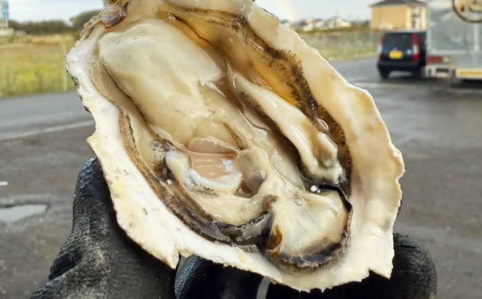 【2026年1月中旬より順次発送】 豊前海 一粒かき 約5kg 吉富町/南水産 [BGBD003]