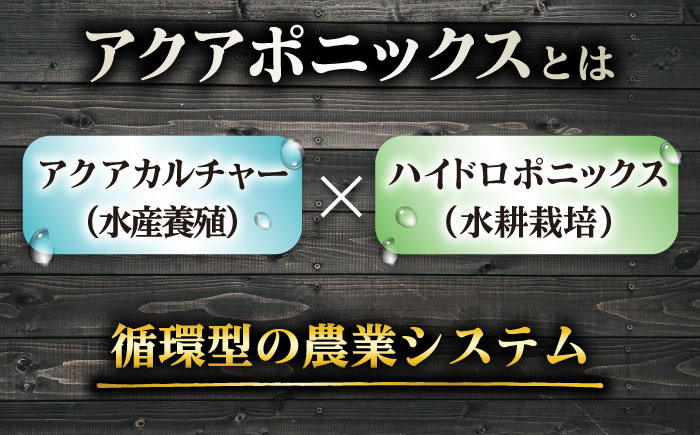 水耕栽培野菜 グリーンリーフ 6株 吉富町/株式会社ハイダイ工業 [BGBT002] 野菜 やさい 国産 新鮮 サラダ 産地直送