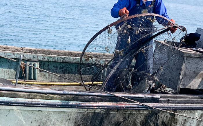 甲イカ 一夜干し 5枚 吉富町/吉富漁業協同組合 [BGAW001] スルメイカ いか イカ ゲソ 肉厚 烏賊 セット 甲いか 干物 干物セット いか一夜干し スルメイカ イカ一夜干し ひもの 海産物 海鮮 魚介 魚介類 海産物 やわらか おつまみ おかず 冷凍 新鮮 旬 人気 おすすめ 九州 福岡 吉富町 福岡県