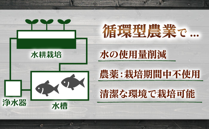 水耕栽培野菜 サニーレタス 6株 吉富町/株式会社ハイダイ工業 [BGBT001] 野菜 やさい 国産 新鮮 サラダ 産地直送