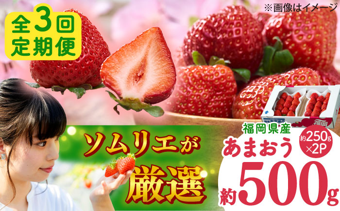【全3回定期便】福岡産 冬あまおう 250g×2P 吉富町/南国フルーツ株式会社 [BGAG041] 果物 フルーツ デザート いちご イチゴ 苺 あまおう 人気 美味しい ふるさと納税