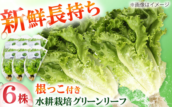 水耕栽培野菜 グリーンリーフ 6株 吉富町/株式会社ハイダイ工業 [BGBT002] 野菜 やさい 国産 新鮮 サラダ 産地直送