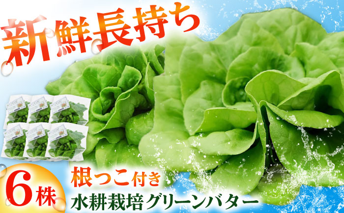 水耕栽培野菜 グリーンバター 6株 吉富町/株式会社ハイダイ工業 [BGBT003] 野菜 やさい 国産 新鮮 サラダ 産地直送