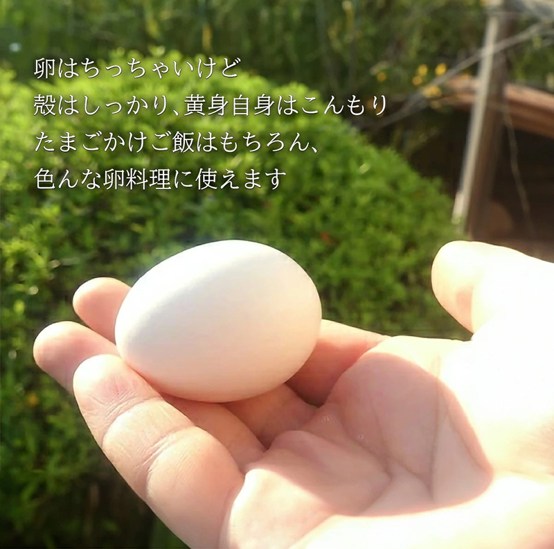 けいちゃんたまご　白　Sサイズ　200個 C00307