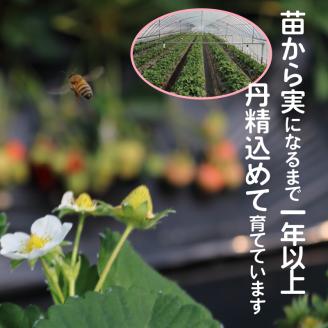 【ふるさと納税】 採れたて 出荷 完熟朝採れ いちご あまおう 270g × 8パック 計 約 2160g 福岡 代表 ブランドいちご 人気 真っ赤 完熟 爽やか 甘み みずみずしい 果物 フルーツ デザート お取り寄せ お取り寄せグルメ 冷蔵 福岡県 上毛町産 送料無料