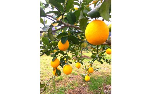 【上毛町産レモン使用】ジンジャーシロップ　2本セット　KT0402