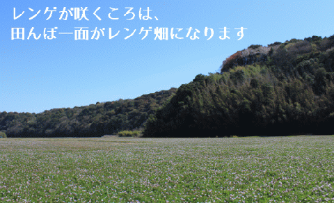 【先行予約】【全6回定期便】レンゲ栽培米 夢つくし 7kg 【2025年10月以降順次発送】《築上町》【久楽農園】 [ABAT005] 精米 お米 こめ コメ ご飯