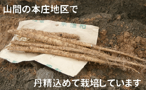 【なくなり次第終了！】 特選 「築城 自然薯 」約1kg 《築上町》【秋永農園】 [ABBG001]