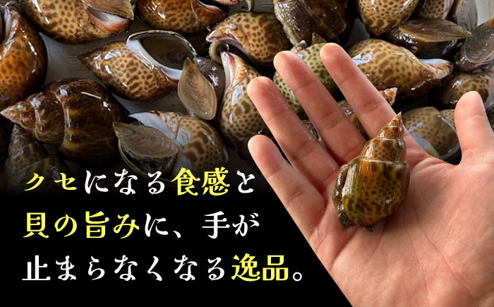 【30セット限定！予約受付】豊前海産 バイ貝 1.5kg (30?50個前後) 《築上町》【明青丸】 バイガイ 貝 カイ [ABCB004]