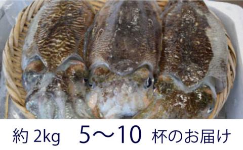 築上町で捕れた コウイカ 約2kg (5～10杯)《築上町》【明青丸】 [ABCB007]