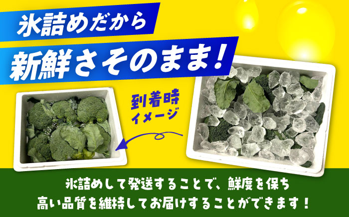 【30箱限定】ブロッコリーLサイズ6株氷詰め《築上町》【下田農園】 [ABDX001]