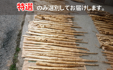 【なくなり次第終了！】 特選 「築城 自然薯 」約1kg 《築上町》【秋永農園】 [ABBG001]