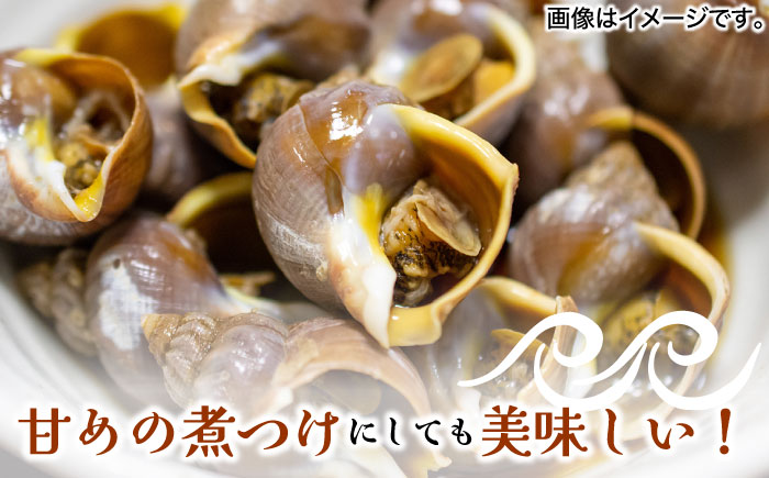 【30セット限定！予約受付】豊前海産 バイ貝 1.5kg (30?50個前後) 《築上町》【明青丸】 バイガイ 貝 カイ [ABCB004]