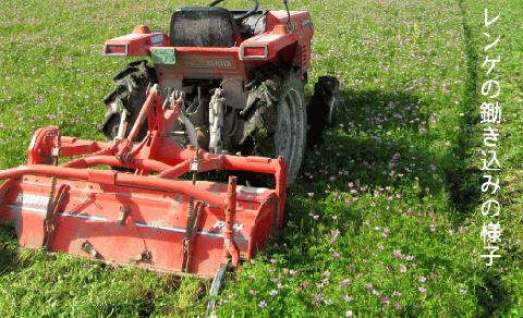 【先行予約】レンゲ栽培米  夢つくし －玄米－（8kg） 【2025年10月以降順次発送】《築上町》【久楽農園】 [ABAT003] 玄米 お米 こめ コメ ご飯