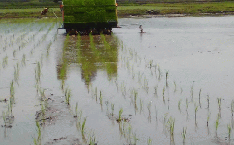 【全10回定期便】【先行予約・令和7年産】特別栽培米 ミルキークイーン 6kg 《築上町》【Nouhan農繁】 米 白米 お米 [ABAU045] 精米 米 ご飯 ごはん こめ コメ