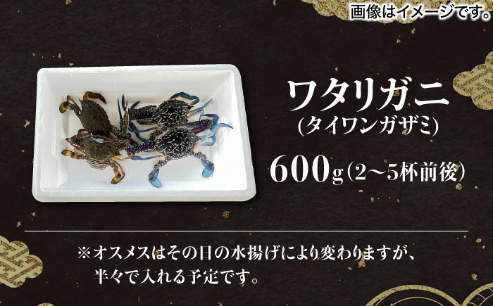 【30セット限定！予約受付】豊前海産 タイワンガザミ 600g (2?5杯前後) オス メス セット 《築上町》【明青丸】 ワタリガニ 渡り蟹 蟹 カニ [ABCB003]