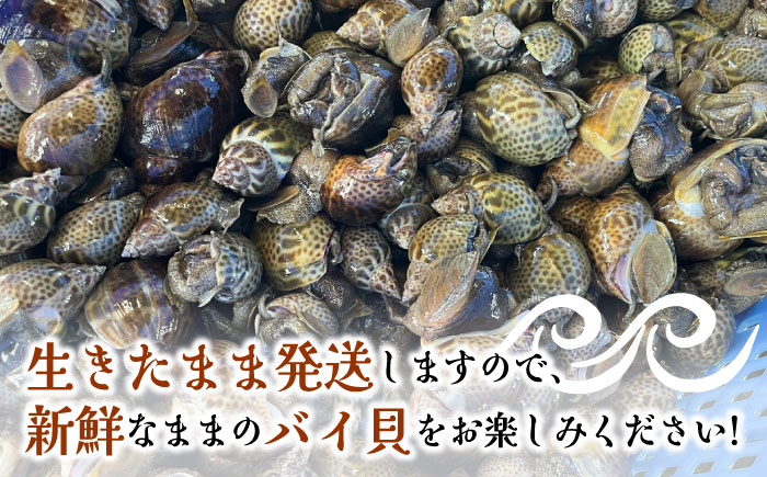 【30セット限定！予約受付】豊前海産 バイ貝 1.5kg (30?50個前後) 《築上町》【明青丸】 バイガイ 貝 カイ [ABCB004]