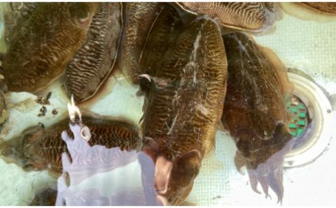 築上町で捕れた コウイカ 約2kg (5～10杯)《築上町》【明青丸】 [ABCB007]