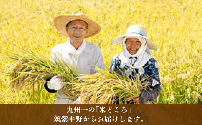 福岡県産【特A】評価のお米「元気つくし」5kg×1袋 [5kg] [白米]《築上町》【株式会社ベネフィス】 [ABDF201] 令和7年産 精米 米 ご飯 ごはん こめ コメ