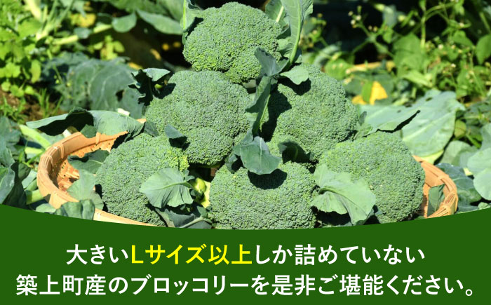 【30箱限定】ブロッコリーLサイズ6株氷詰め《築上町》【下田農園】 [ABDX001]
