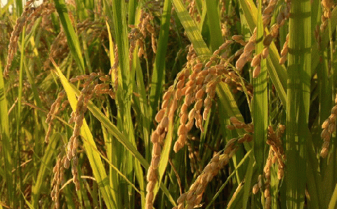 【先行予約・令和7年産新米】栽培米 ミルキークイーン & 夢つくし 3kg 食べ比べ セット 《築上町》【Nouhan農繁】 米 白米 お米 [ABAU046] 精米 米 ご飯 ごはん こめ コメ