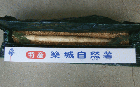 【なくなり次第終了！】 特選 「築城 自然薯 」約1kg 《築上町》【秋永農園】 [ABBG001]