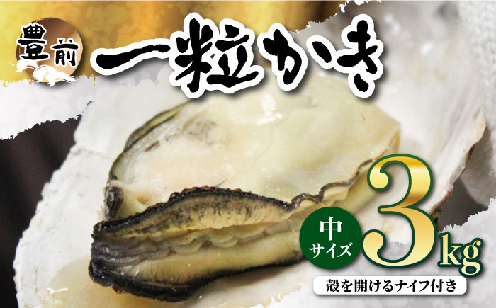 【先行予約:令和5年12月以降発送】ブランド牡蠣 「 豊前海一粒かき (しいだ小粒がき)」 中サイズ 3kg《築上町》【築上町蓄養殖部会】 [ABAY004]