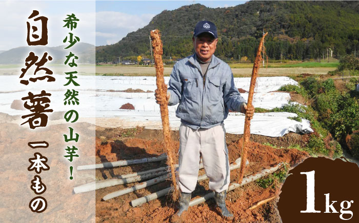 【なくなり次第終了！】 特選 「築城 自然薯 」約1kg 《築上町》【秋永農園】 [ABBG001]