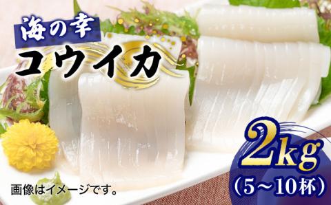 築上町で捕れた コウイカ 約2kg (5～10杯)《築上町》【明青丸】 [ABCB007]