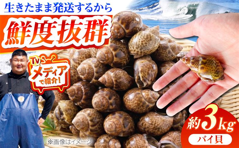 豊前海産 バイ貝 3kg (60～99個前後) 《築上町》【明青丸】 バイガイ 貝 カイ [ABCB015]