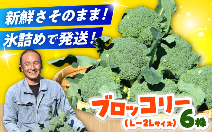 【30箱限定】ブロッコリーLサイズ6株氷詰め《築上町》【下田農園】 [ABDX001]