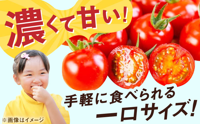 人気のドトマト1号 2kg（1kg×2箱） / 佐賀県 / 永尾産ち [41AAAC001]