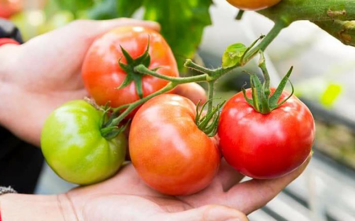 ドトマト3号 1箱（500g-1kg） / 佐賀県 / 永尾産ち [41AAAC004]