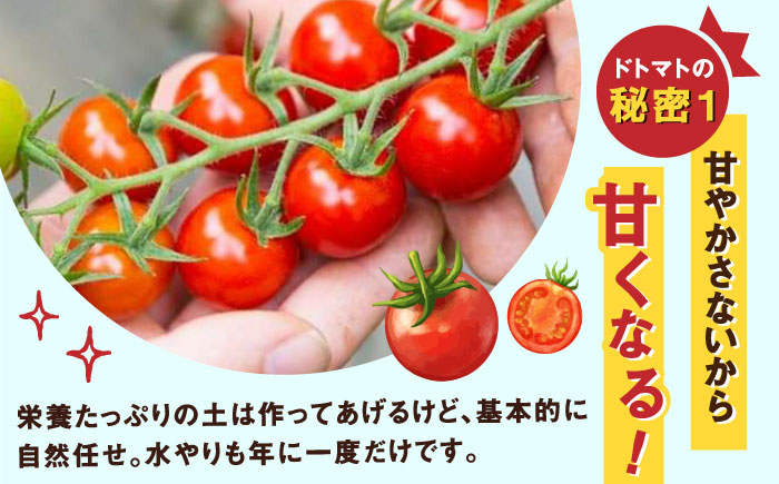 極ドトマト 1kg / 佐賀県 / 永尾産ち [41AAAC005]
